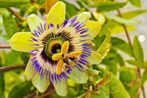 flower-3548665_1920 flower-3548665_1920